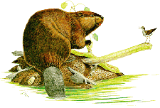 beaver