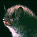 Little Brown Myotis