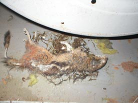 Minnesota Nuisence Wildlife Control | Dead Animal Removal