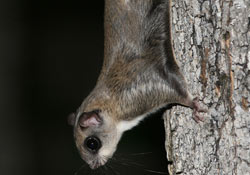 Northern Flying Squirrel Minneapolis