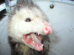 Opossum removal