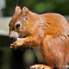 Red Squirrel Monticello