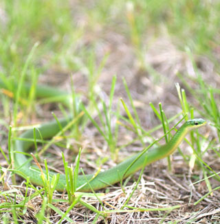 Minnesota Wildlife Control Smooth Green Snake