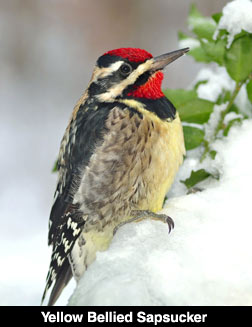 Yellow Bellied Sapsucker