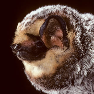 Hoary Bat