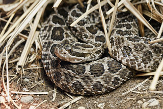 Massasauga