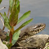 Northern Water Snake Minnetonka