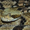 Timber Rattlesnake Albertville