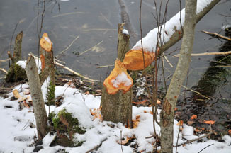 Beaver Damage Big Lake