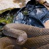 Brown Snake Edina