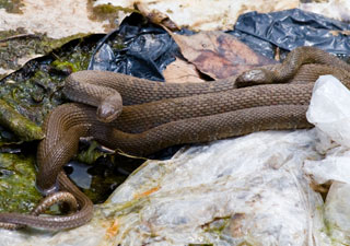 Brown Snake