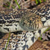 Bullsnake Minneapolis