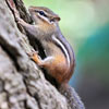Chipmunk Big Lake