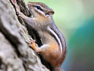 Chipmunk