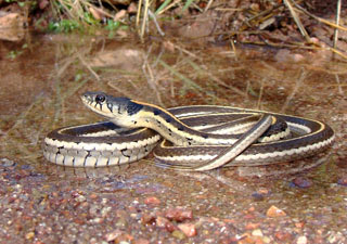 Common Garter Snake