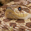 Eastern Hognose Snake Rogers