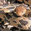 Fox Snake