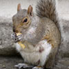 Grey Squirrel St Cloud