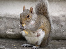 Grey Squirrel
