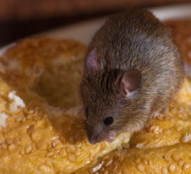 House Mouse St Michael