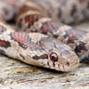 Milk Snake Monticello