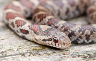 Milk Snake
