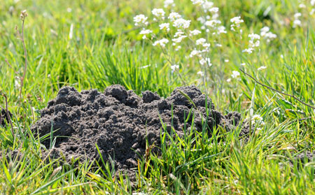 Molehill St Paul