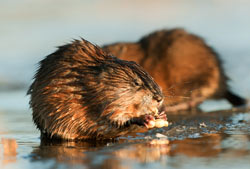 Muskrat Minnetonka