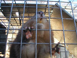 Muskrat