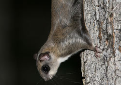 northern flying squirrel