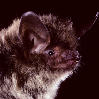 Little Brown Myotis