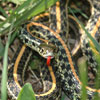Plains Garter Snake Buffalo