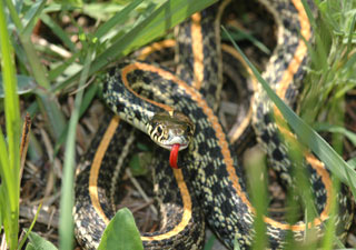 Plains Garter Snake