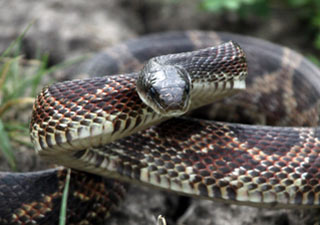 Rat Snake Becker