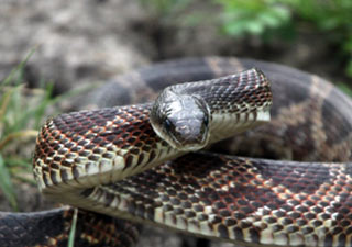 Rat Snake