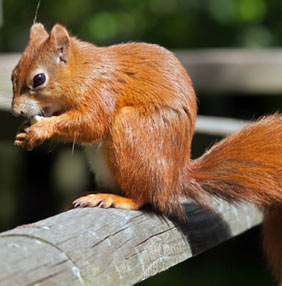 red squirrel