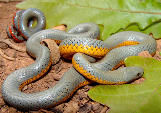 Ringneck Snake