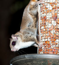 southern flying squirrel