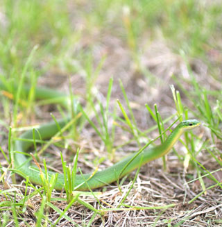 Smooth Green Snake