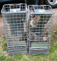 Squirrel Removal
